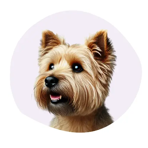 Norfolk Terrier